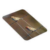 House Finches Magneet (Rechterzijde)