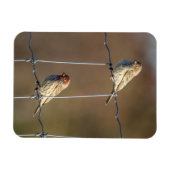 House Finches Magneet (Horizontaal)