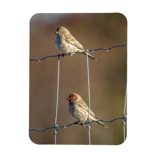 House Finches Magneet (Verticaal)