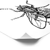 House Fly Foto Afdruk (Hoek)