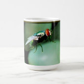 House Fly Mok (Center)