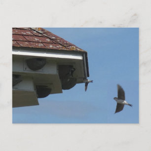 House Martins bij Nest Box DIY Briefkaart