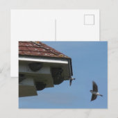 House Martins bij Nest Box DIY Briefkaart (Voorkant / Achterkant)
