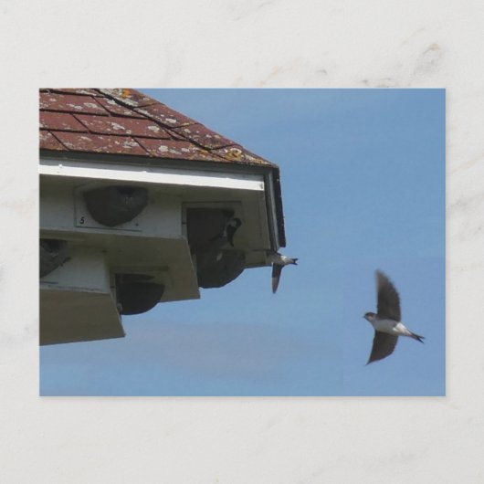 House Martins bij Nest Box DIY Briefkaart (Voorkant)