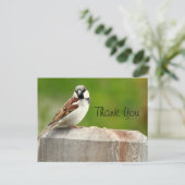 House Sparrow Briefkaart (Staand voorkant)