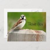 House Sparrow Briefkaart (Voorkant / Achterkant)