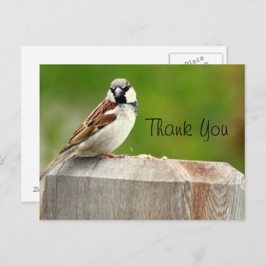 House Sparrow Briefkaart (Voorkant / Achterkant)