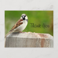 House Sparrow