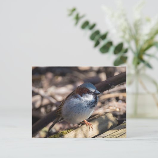 House Sparrow Briefkaart (Staand voorkant)