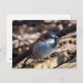 House Sparrow Briefkaart (Voorkant / Achterkant)