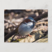 House Sparrow Briefkaart (Voorkant)