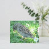 House Sparrow Briefkaart (Staand voorkant)