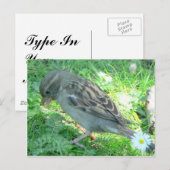 House Sparrow Briefkaart (Voorkant / Achterkant)