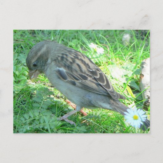 House Sparrow Briefkaart (Voorkant)