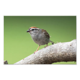 House Sparrow Foto Afdruk