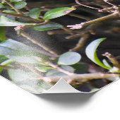 House Sparrow Foto Afdruk (Hoek)