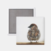House sparrow fotografie magneet (Voorkant / Achterkant)