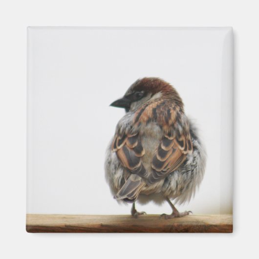 House sparrow fotografie magneet (Voorkant)