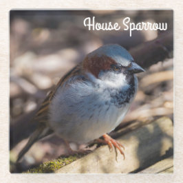 House Sparrow Glazen Onderzetter