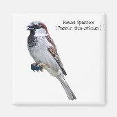 House Sparrow Magneet (Voorkant)