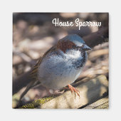 House Sparrow Magneet (Voorkant)