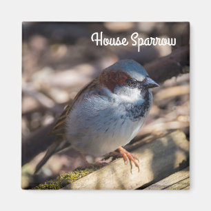 House Sparrow Magneet