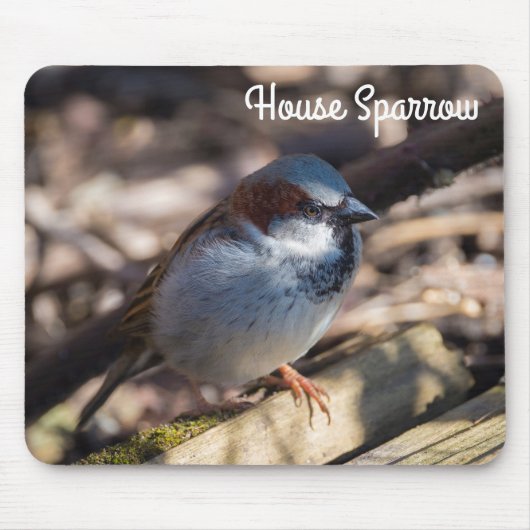 House Sparrow Muismat (Voorkant)