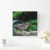 House Sparrow neemt een drink. Vierkante Klok (Huis)