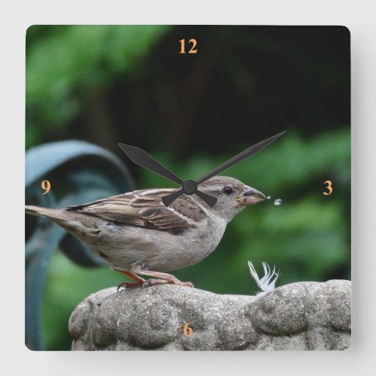 House Sparrow neemt een drink. Vierkante Klok (Voorkant)