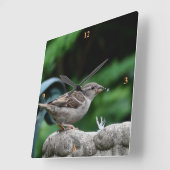 House Sparrow neemt een drink. Vierkante Klok (Hoek)