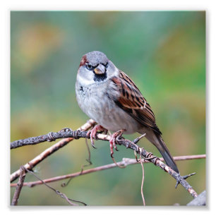 House Sparrow on a Climate Photography Print Foto Afdruk