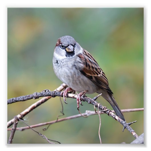 House Sparrow on a Climate Photography Print Foto Afdruk (Voorkant)