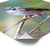 House Sparrow on a Climate Photography Print Foto Afdruk (Hoek)