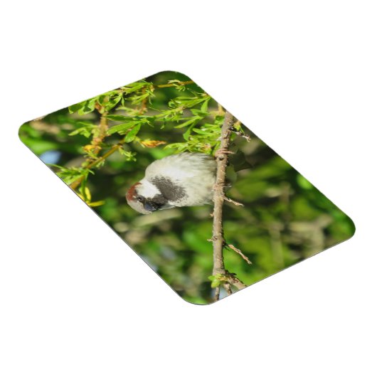 House Sparrow on Lila Struik Magnet Magneet (Rechterzijde)