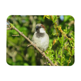 House Sparrow on Lila Struik Magnet Magneet
