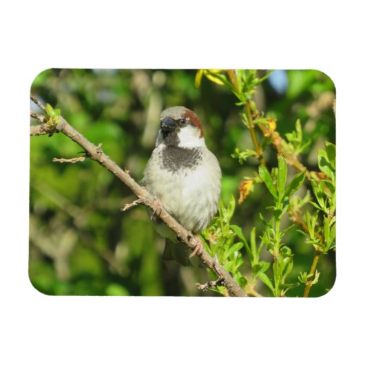 House Sparrow on Lila Struik Magnet Magneet (Horizontaal)