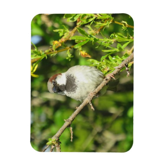 House Sparrow on Lila Struik Magnet Magneet (Verticaal)
