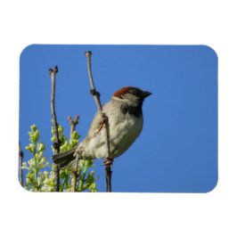 House Sparrow on Lilacs Magnet Magneet