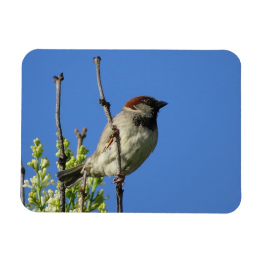 House Sparrow on Lilacs Magnet Magneet (Horizontaal)