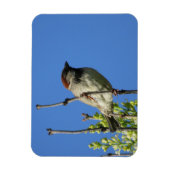 House Sparrow on Lilacs Magnet Magneet (Verticaal)