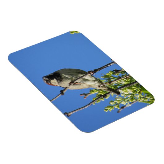 House Sparrow Spring Lilacs Magnet Magneet (Rechterzijde)