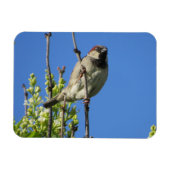 House Sparrow Spring Lilacs Magnet Magneet (Horizontaal)