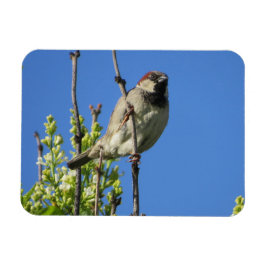 House Sparrow Spring Lilacs Magnet Magneet