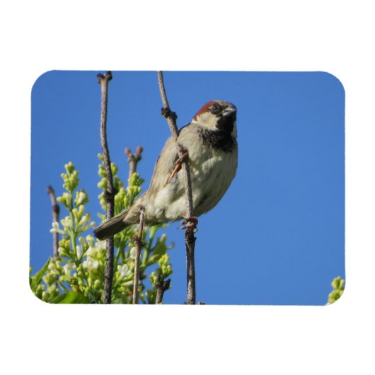 House Sparrow Spring Lilacs Magnet Magneet (Horizontaal)
