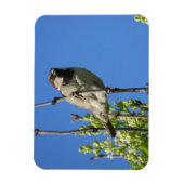 House Sparrow Spring Lilacs Magnet Magneet (Verticaal)