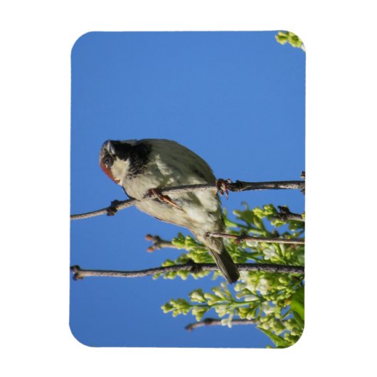 House Sparrow Spring Lilacs Magnet Magneet (Verticaal)