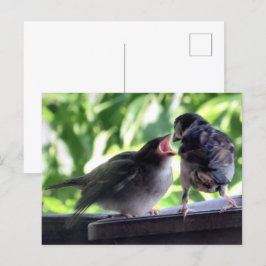 House Sparrow Vader Voeding Teaching Baby Briefkaart