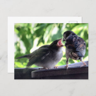 House Sparrow Vader Voeding Teaching Baby Briefkaart