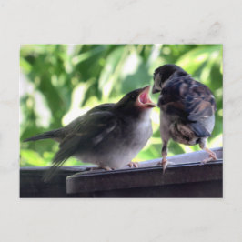 House Sparrow Vader Voeding Teaching Baby Briefkaart