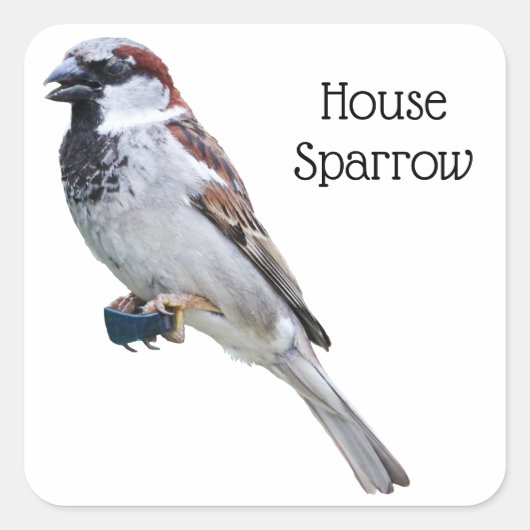 House Sparrow Vierkante Sticker (Voorkant)